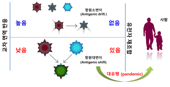 인플루엔자 바이러스의 항원 대변이 및 항원 소변이 모식도.