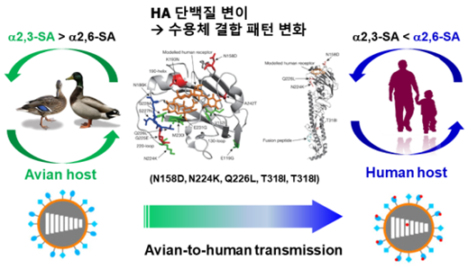 인플루엔자 바이러스 HA 단백질 변이에 따른 숙주 전파 모식도
