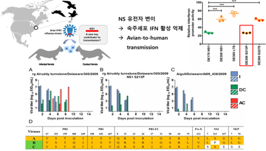 인플루엔자 바이러스 NS 단백질 변이에 따른 숙주 전파 모식도.