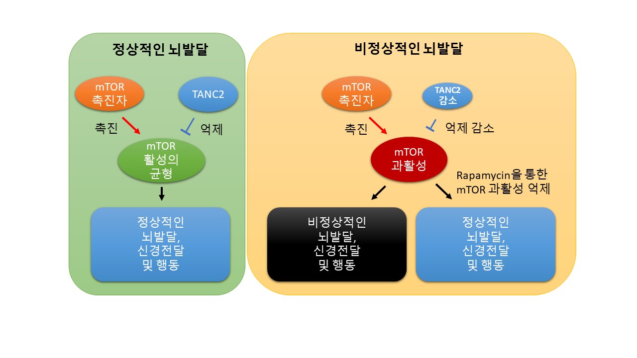 TANC2에 의한 mTOR 신호전달체계의 균형 유지 모식도