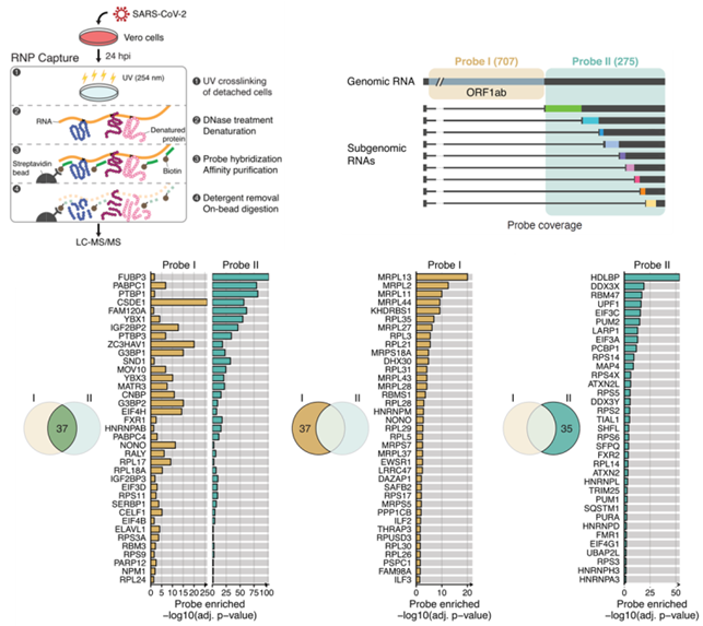 (위) 사스코로나바이러스-2에 감염된 세포에서 리보핵산 중합체를 분리해내는 모식도와 (아래) 이 방법으로 찾아낸 유전체 RNA와 하위 유전체 RNA에 특이적으로 결합하는 단백질들의 목록