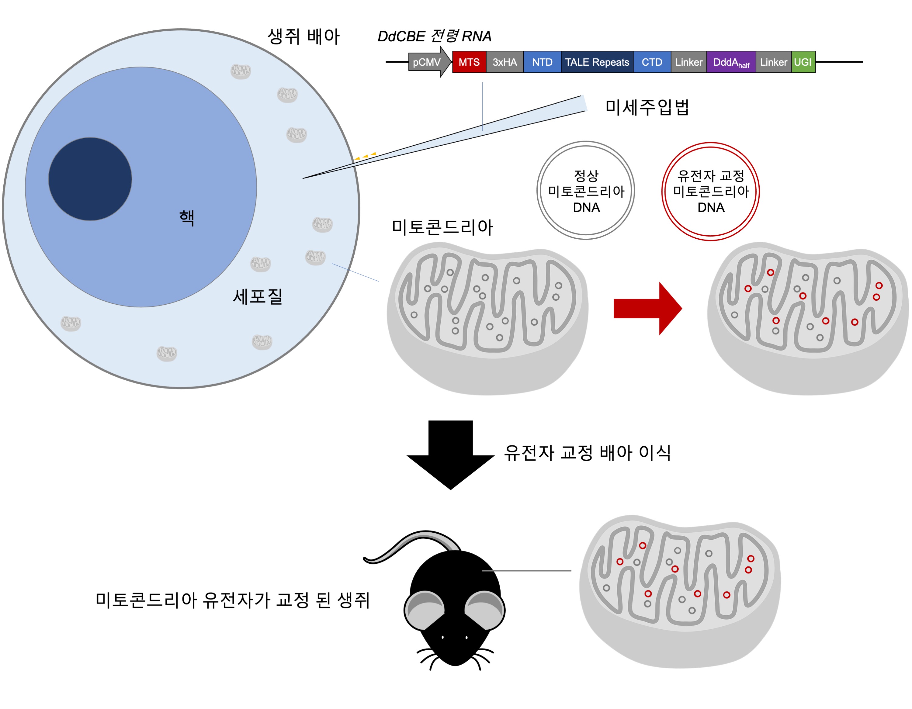 DdCBE 미세주입법을 이용한 미토콘드리아 DNA 교정 생쥐 제작