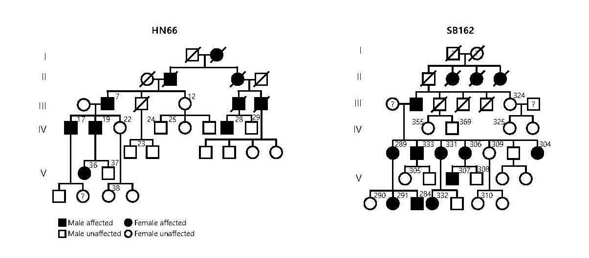 TMEM43 p.Arg372Ter 유전병을 보여주는 가계도