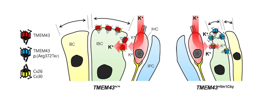 TMEM43 p.Arg372Ter 의 분자적 메커니즘 모식도