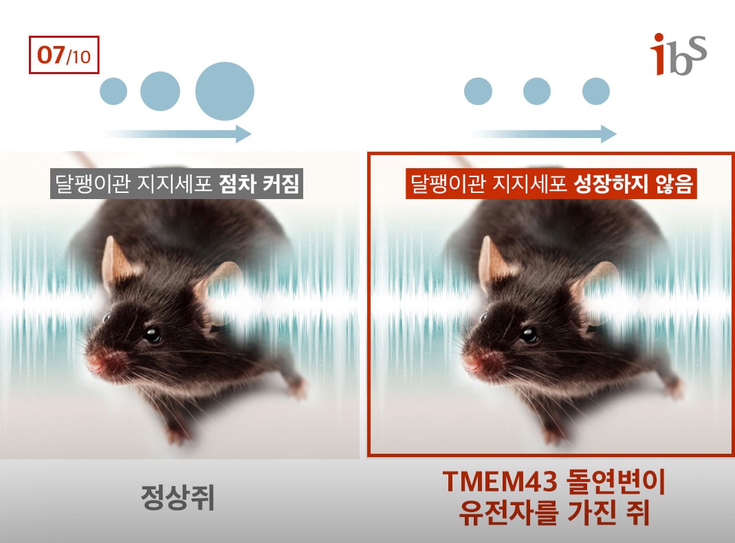 정상쥐와 TMEM43 돌연변이 유전자를 가진 쥐의 달팽이관 지지세포 차이