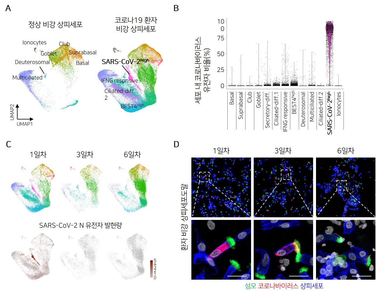 A 이미지
                단일세포 유전자발현 측정기법으로 정상인과 코로나19 초기 환자의 비강 상피세포를 비교 분석한 결과 이미지
                A 정상 비강 상피세포 코로나19 환자 비강 상피세포

                B 이미지
                사스코로나바이러스-2 복제가 활발히 일어나는 세포 군집(SARS-CoV-2high)을 발견한 내용
                B 세포 내 코로나바이러스 유전자 비율(%) Basal Suprabasal Club Goblet Secretory-diff. Cilated-diff.1 IFNG responsive BEST 4high Deuterosomal Multiciliated Ciliated-diff.2 SARS-CoV-2high Ionocytes


                C이미지
                코로나19 초기 환자의 비강 섬모세포를 단일세포 유전자발현 측정기법 내용
                C SARS-CoV-2 N 유전자 발현량 1일차 2일차 3일차

                D이미지
                세포도말 면역 형광염색(D)을 통해 추적 관찰한 결과
                D 환자 비강 상피세포도말 섬모 코로나바이러스 상피세포 1일차 2일차 3일차