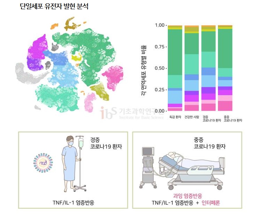 신의철 교수 연구팀은 독감 환자와 건강한 사람, 그리고 경증(Mild) 및 중증(Severe) 코로나19 환자의 혈액에서 내 여러 유형의 면역세포의 특성을 단일세포 유전자 발현 분석이라는 최신 연구 기법을 적용해 분석한 연구 내용 이미지


                단일세포 유전자 발현 분석 각 면역세포 유형별 비율 독감 환자 건강한 사람 경증 코로나19 환자 중증 코로나19 환자 경증 코로나19 환자 TNF/IL-1 염증반응 중증 코로나19 환자 과잉 염증반은 TNF/IL-1 염증반응 + 인터페론