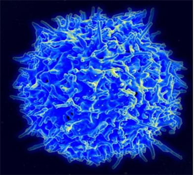 주사전자현미경(SEM)으로 촬영한 건강한 사람의 T세포 이미지