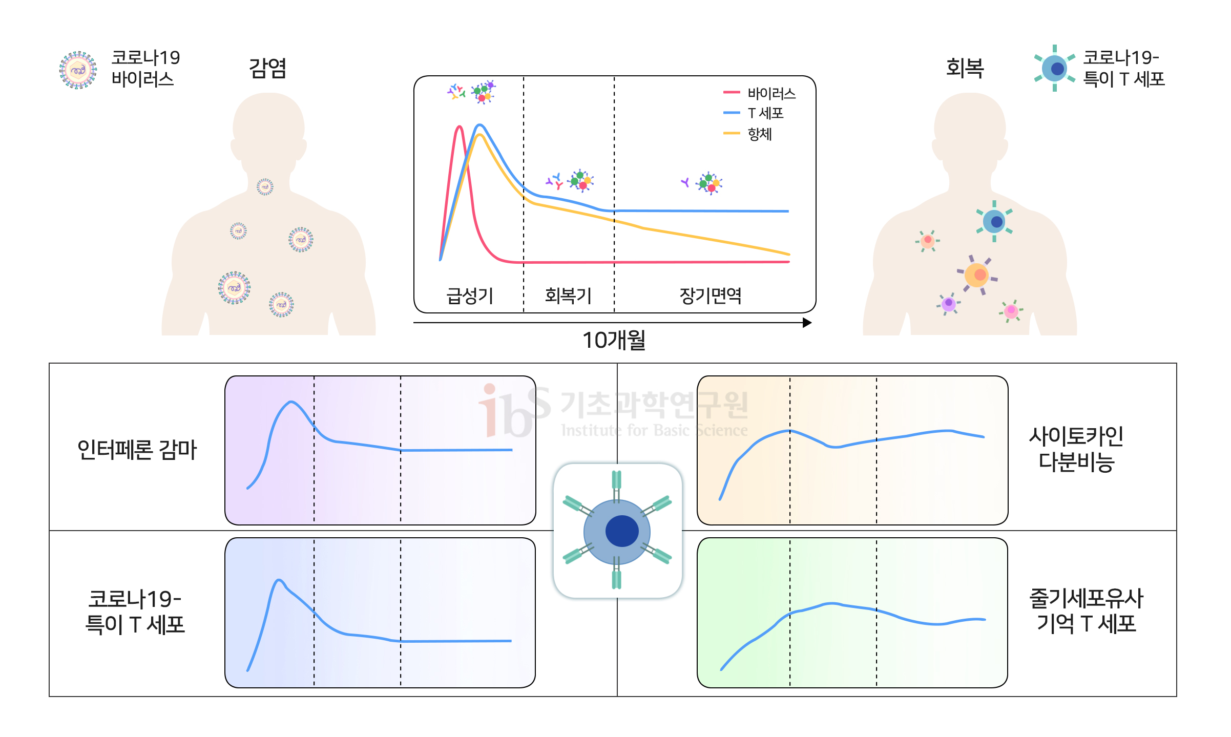 신의철 교수 연구팀은 코로나19에 감염됐다가 회복한 환자의 혈액을 10개월 동안 추적 관찰한 이미지

                코로나19 바이러스 감염 회복 코로나19-특이 T 세포 급성기 회복기 장기면역 바이러스 T 세포 항체 10개월 인터페론 감마 코로납9-특이 T 세포 사이토카인 다분비능 줄기세포유사 기억 T 세포