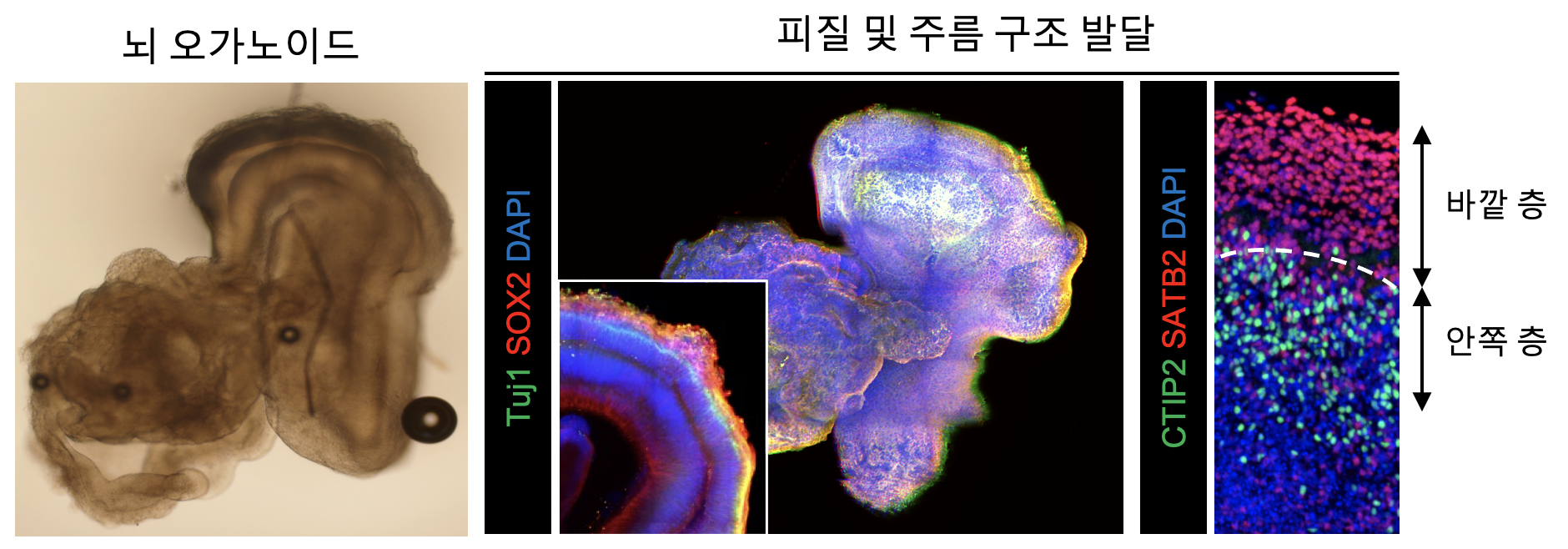 뇌 오가노이드의 피질 및 구조 발달을 확인하는 3차원 이미지 분석 이미지로서 자세한 내용은 하단에 위치해 있습니다.