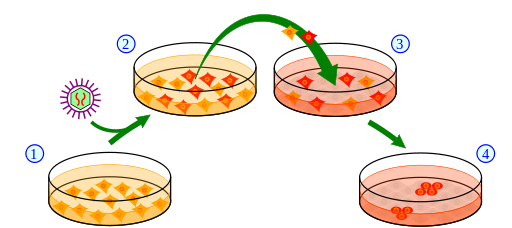 유도만능줄기세포의 분화과정 그림