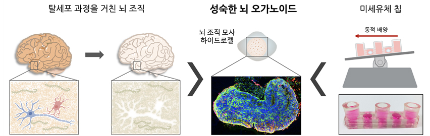 성숙한 뇌 오가노이드를 설명하는 이미지로 탈세포과정을거친 뇌조직과 동적 배양을 한 미세유체칩의 모사 하이드로젤의 모습