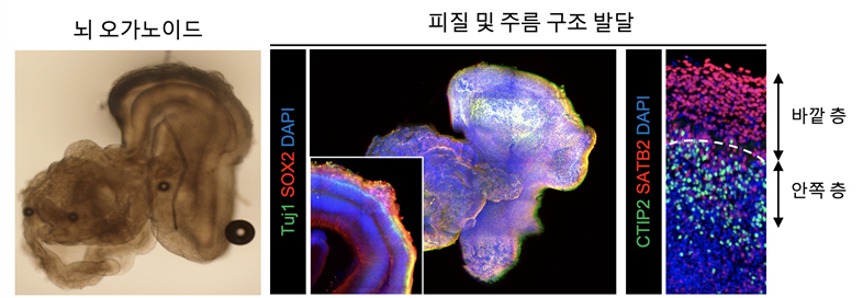 뇌 오가노이드의 피질 및 구조 발달을 분석하여 바깥층과 안쪽층을 3차원으로 확인한 이미지 