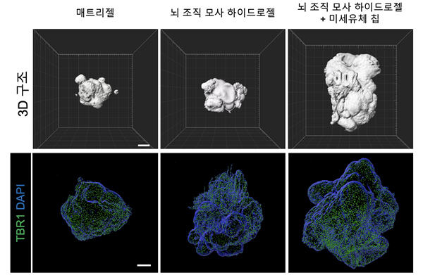 3d 구조로 나타낸 매트리젤, 뇌 조직 모사 하이드로젤, 뇌 조직 모사 하이드로젤 + 미세유체 칩의 모습