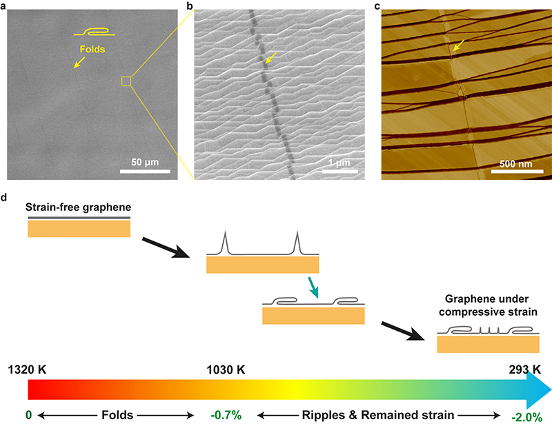 Figure 1. (a, b) SEM images and (c) AFM phase image of graphene folds in an adlayer-free single-crystal graphene film on a Cu(111) foil. (d) Schematic of the mechanism of graphene folds formation during the cooling process.