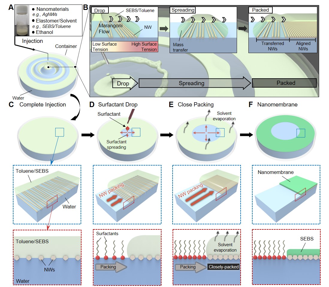 Figure 1. Fabrication of a highly conductive and stretchable nanomembrane using a float assembly method.