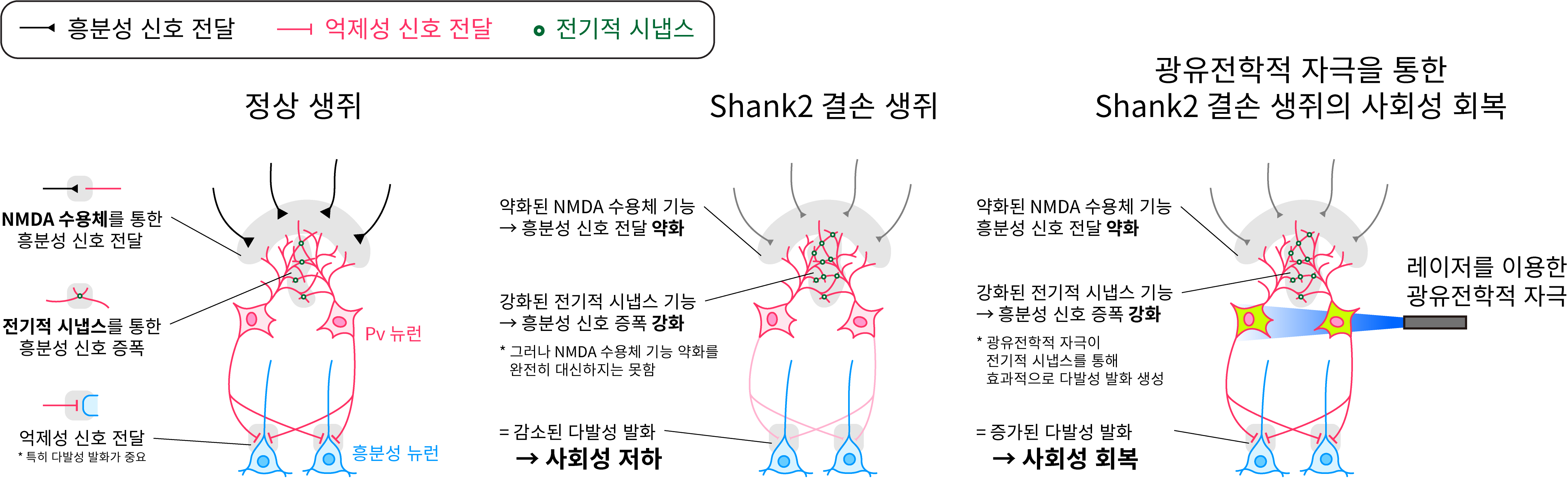 그림 1. Shank2 결손 생쥐의 사회성 저하 및 광유전학 자극을 통한 회복 모식도 이미지로서 자세한 내용은 하단에 위치해 있습니다.