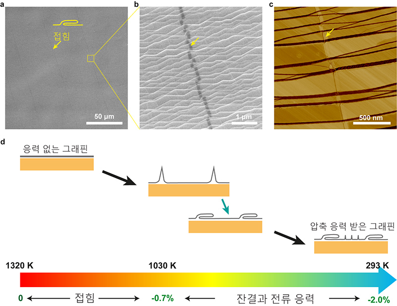 그래핀에 접힘이 발생하는 메커니즘. 통상 그래핀은 1320K 이상의 고온에서 성장하는데, 냉각되는 과정에서 접힘이 발생한다. 연구진의 분석결과 약 1030K 이상의 온도에서 접힘이 발생하는 것으로 확인됐다.