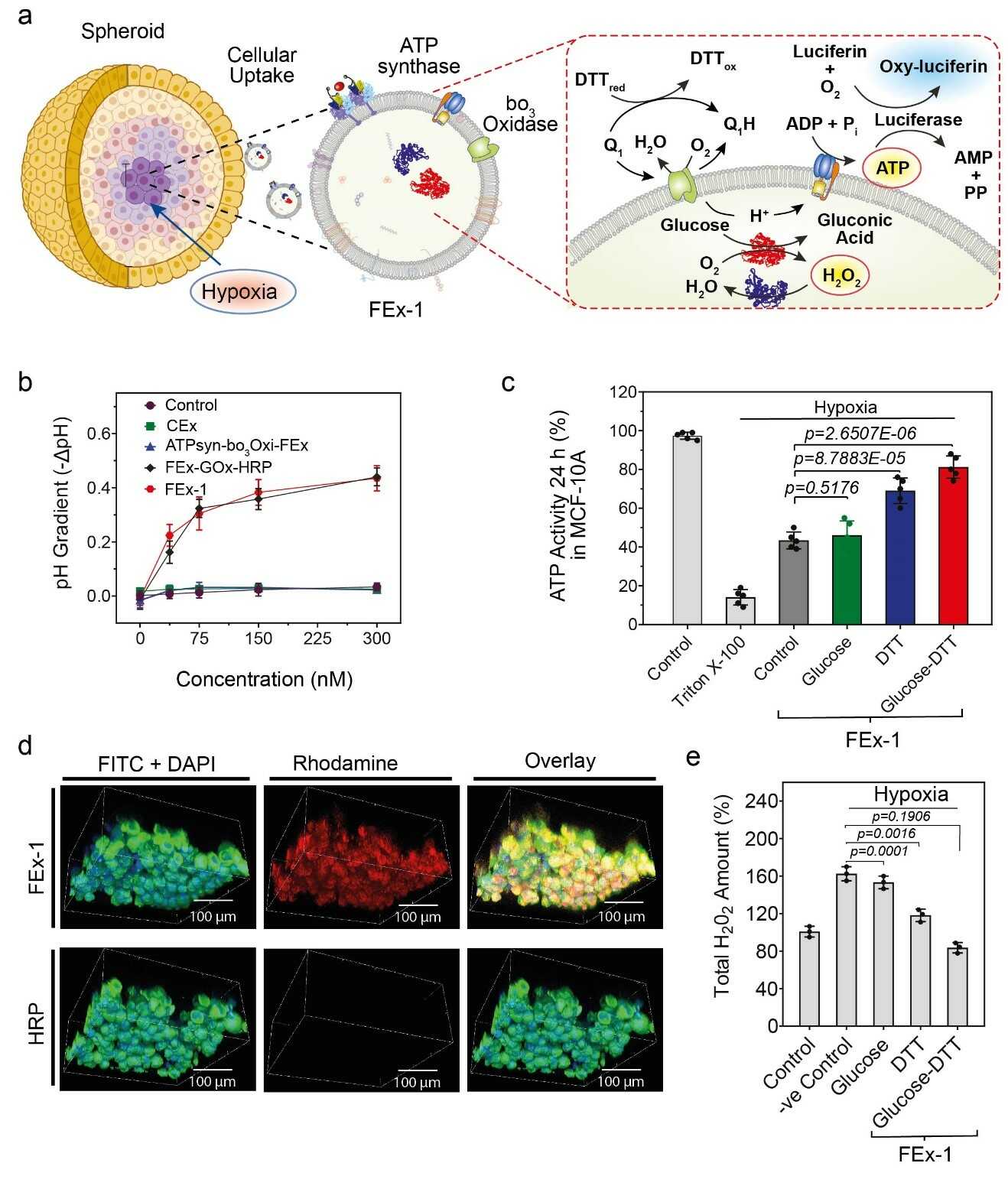 Figure 3. (a) Assembly of artificial organelles for energy generation. ATP synthase was reconstituted into CEx-GOx and bo3 oxidase was reconstituted into CEx-HRP. The two CEx were fused and were able to penetrate deep into spheroids. (b) Decrease in pH (-ΔpH) vs. glucose concentrations for different exosomes. Fused exosomes show a greater degree of pH decrease. (c) Changes in ATP production after FEx-1 uptake under different conditions. (d) Artificial organelles were able to penetrate deep into the spheroid. The top row shows FEx-1 (labeled red with rhodamine B), while the bottom row shows free HRP enzyme inside spheroids. (e) Overall ROS levels decreased on subjecting FEx-1 under glucose and DTT.