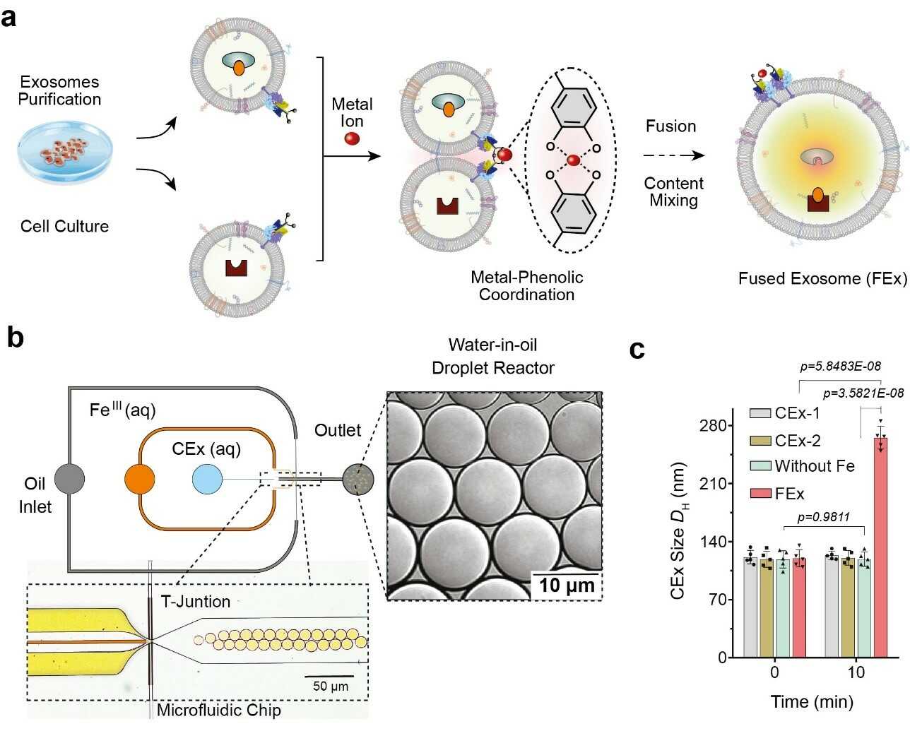 Figure 1. (a) Fe3+ ion triggers membrane fusion in exosomes tailored with catechol (CEx). The formation of a metal-catechol complex brings the exosomes into close proximity and enables fusion. Different reactants in each exosome are then encapsulated together, promoting mixing and triggering reactions inside the fused exosomes (FEx). (b) The microfluidic device designed for generating water-in-oil droplet reactors at the flow-focusing junction. The two aqueous phases (CEx and metal salt) meet and are delivered into the oil stream (1% surfactant PFPE-PEG in FC-40) to break the liquid into droplets. (c) Average size of unfused exosomes (CEx-1: 121 ± 8 nm, CEx-2: 123 ± 5 nm) and fused exosomes (FEx: 265 ± 14 nm).