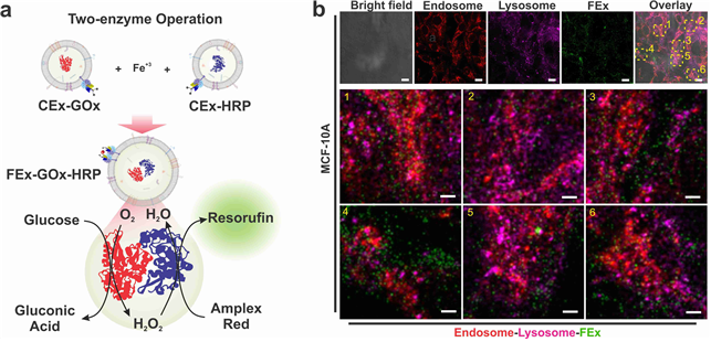 그림 2. 융합 엑소좀 나노반응기 (FEx) 상 다중 효소의 연속 단계 (cascade) 반응. (a) FEx 내부에 글루코오스산화효소(glucose oxidase, GOx)와 HRP (horseradish peroxidase) 효소의 연속단계 반응 도식적 표현. 포도당(글루코스)를 첨가하여 과산화수소가 생성되었고, 형광물질인 레조루핀을 생성하기 위해 Amplex Red를 산화시킴. (b) 융합 엑소좀 (FEx-GOx-HRP)을 처리한 MCF-10A 세포의 대표적인 공초점 형광 이미지, 스케일 바, 10 µm. 48시간 후 융합엑소좀 (녹색)와 엔도좀(빨간색) 및 리소좀(자홍색)의 동시 발현 (colocalization). 패널 1-6은 오버레이 이미지에 표시된 섹션의 고해상도 공초점 형광 이미지. 스케일 바, 2μm. 살아있는 세포 안에 인공엑소좀이 투입된 상태를 나타내줌.