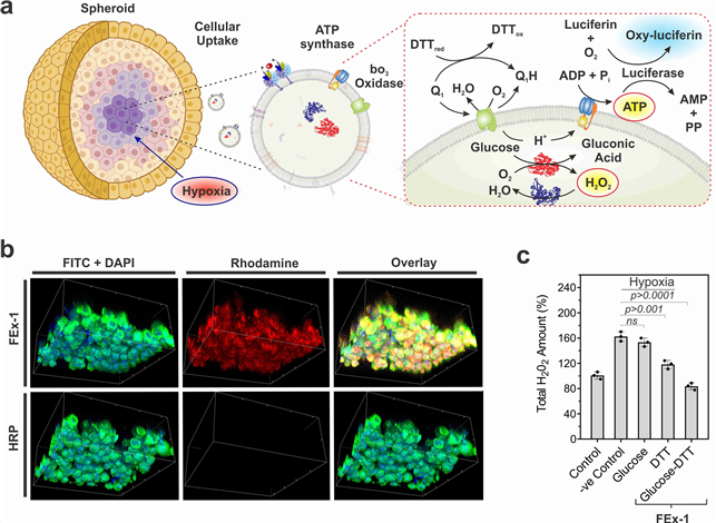 (a) 에너지 생성을 위한 인공 세포 소기관 (FEx-1) 모식도. 엑소좀 막과 내부에 각각 ATP 합성효소와 글루코오스산화효소를 탑재한 엑소좀 (ATPsyn-CEx-GOx)와 bo3 산화효소와 HRP효소를 탑재한 엑소좀 (bo3Oxi-CEx-HRP)의 융합에 의해 만들어진 인공 세포소기관으로 ATP 생산을 하여 저산소 조건에 있는 세포까지 에너지 공급. (b) MCF-10A 스페로이드 내부까지 전달된 FEx-1(로다민 B 표지) 나노반응기 및 대조군(로다민 B 표지 HRP). 융합된 엑소좀이 세포 안에 침투할 수 있음을 증명. (c) 인공 세포 소기관 (FEx-1) 처리 후 스페로이드의 활성산소(ROS) 수준.