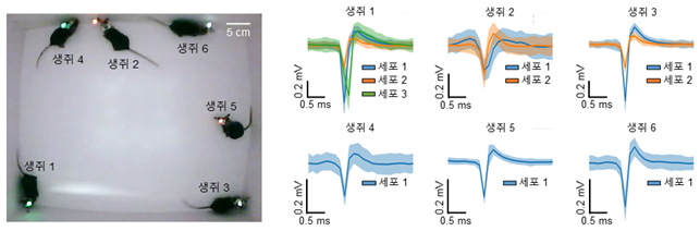 개발한 시스템을 이용하여 자유롭게 행동하는 6마리 생쥐의 뇌신호를 동시 측정하는 실험 장면 및 결과 이미지로서 자세한 내용은 하단에 위치해 있습니다.