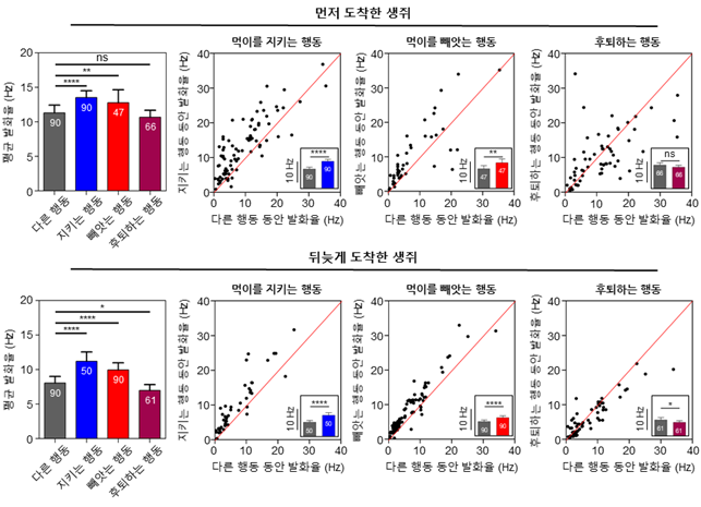 먼저 도착한 생쥐와 뒤늦게 도착한 생쥐의 각 행동별 내측 전전두엽의 뇌신호 발화율 비교 그래프 이미지로서 자세한 내용은 하단에 위치해 있습니다.