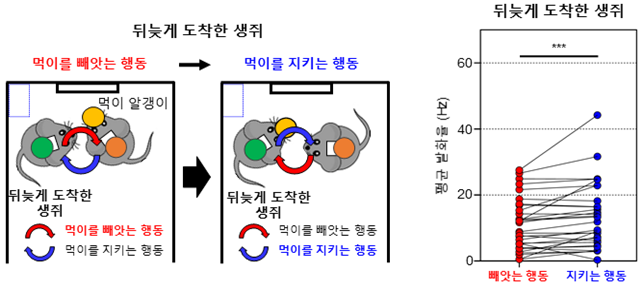 뒤늦게 도착한 생쥐가 먹이를 빼앗는 행동에서 지키는 행동으로 전환할 때의 내측 전전두엽의 뇌신호 변화 이미지로서 자세한 내용은 하단에 위치해 있습니다.