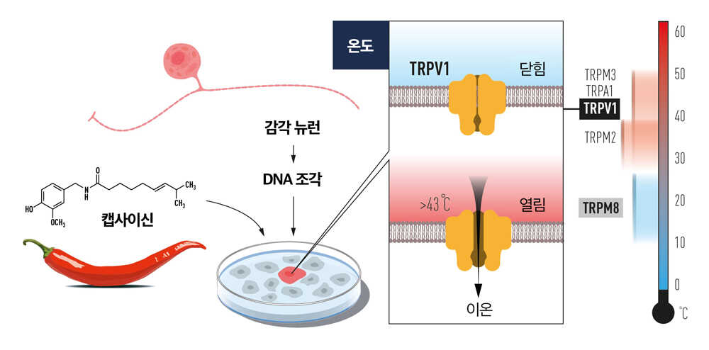 ▲ 줄리어스 교수팀은 고추의 캡사이신을 활용해 온도 센서인 TRPV1을 규명했다. TRPV1은 캡사이신에 붙거나 43℃ 이상의 온도가 되면 열린다. 이후 TRPB1, TRPM2 등 각 온도에 반응하는 여러 온도센서 이온채널들이 발견됐다. (노벨위원회 제공)