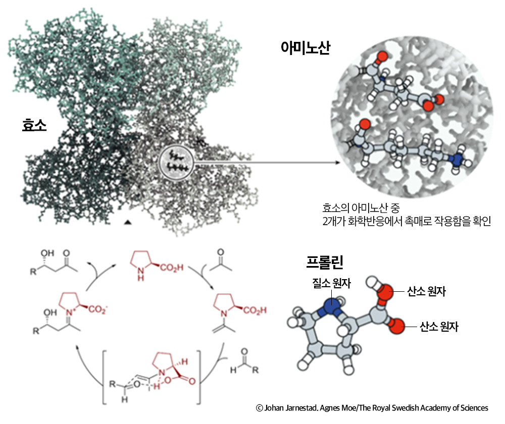 ▲ 베냐민 리스트 교수가 보고한 프롤린 촉매를 이용한 알돌 반응. 리스트 교수는 수백 개의 아미노산으로 구성된 효소 중 일부 특정 아미노산이 촉매로서 반응할 수 있는지에 대한 탐구를 시작했다. 프롤린이라는 아미노산이 화학 반응에서 촉매로 작용할 수 있는지 확인하던 중,프롤린의 질소 원자가 전자를 주고받는 화학반응을 통해 비대칭 촉매 작용을 유발할 수 있음을 확인했다. [출처: 노벨상위원회]