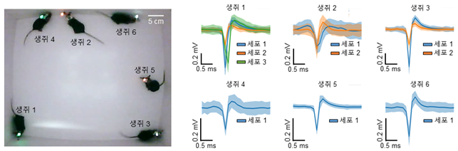 [개발한 시스템을 이용하여 자유롭게 행동하는 6마리 생쥐의 뇌신호를 동시 측정하는 실험 장면 및 결과]