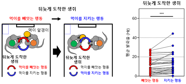 [뒤늦게 도착한 생쥐가 먹이를 빼앗는 행동에서 지키는 행동으로 전환할 때의 내측 전전두엽의 뇌신호 변화]