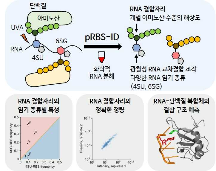 그림 1. 광활성 RNA를 이용한 pRBS-ID 연구 결과 모식도 이미지로서 자세한 내용은 하단에 위치해 있습니다.