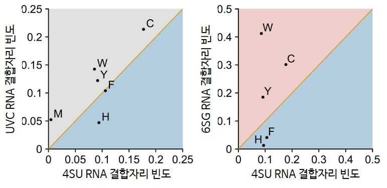 교차결합 방식 및 염기 종류에 따른 RNA 결합자리의 아미노산 빈도 비교 이미지로서 자세한 내용은 하단에 위치해 있습니다.