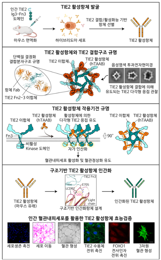 [ 논문 핵심 내용 모식도 ]