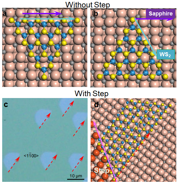 Figure 2. a-b, Schematic diagrams of WS2 island on a flat a-plane sapphire surface, which has two preferred antiparallel orientations; c-d, The unidirectional alignment of WS2 island grown on vicinal a-plane sapphire with step.