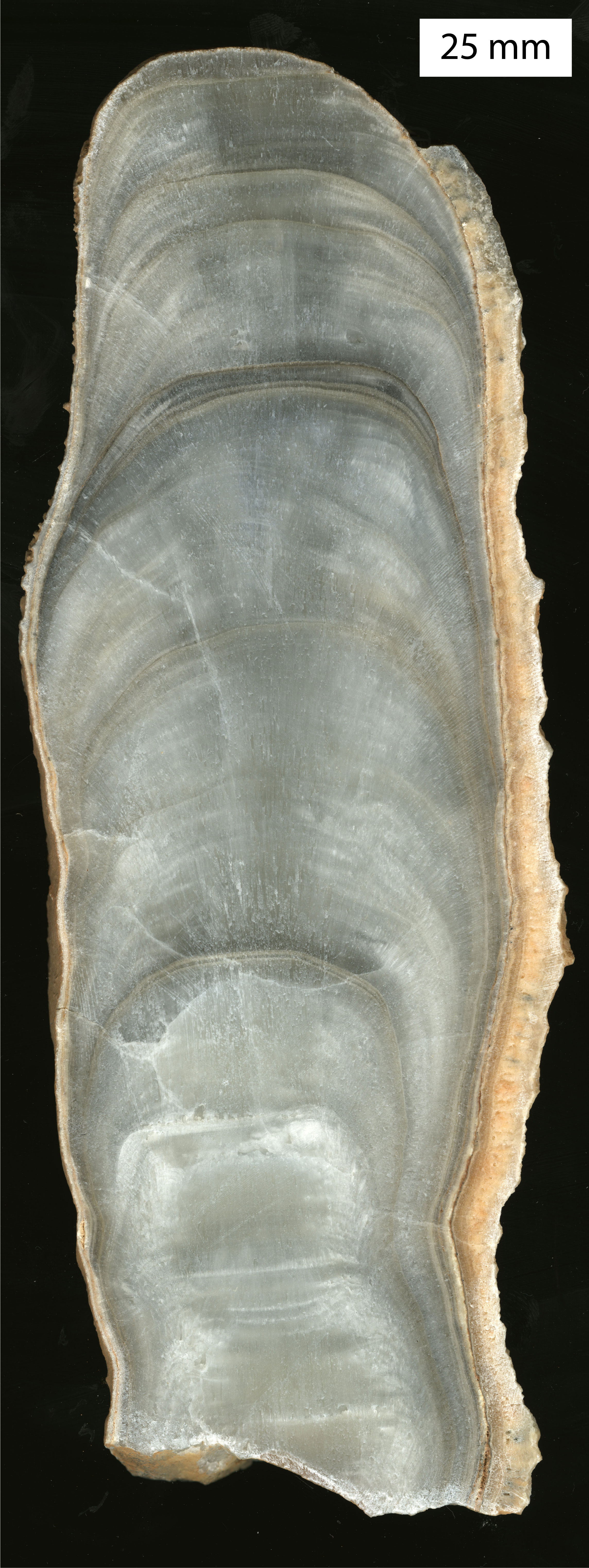 [Figure 1]: An example of a cross section of a stalagmite.