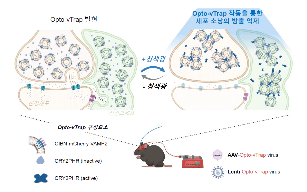 [그림 1] 광유전학적 세포소낭 분비 억제 시스템 Opto-vTrap 의 모식도.
