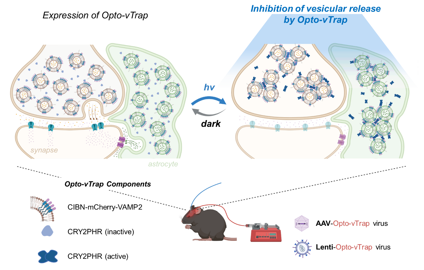 Schematic diagram of Opto-vTrap, an optogenetic trap for reversible inhibition of vesicular release, synaptic transmission, and behavior