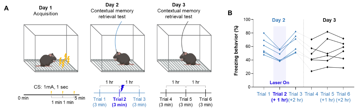 Activation of Opto-vTrap reversibly inhibits contextual fear memory retrieval.