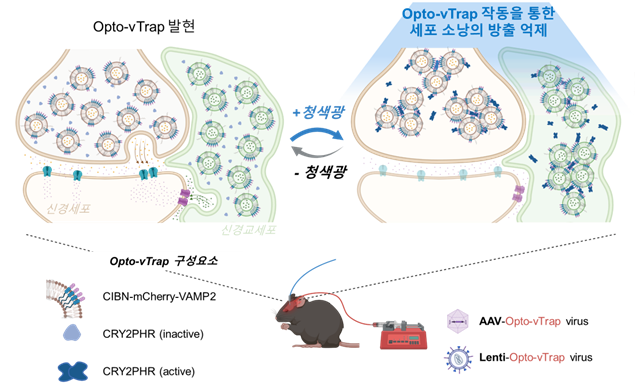 광유전학적 세포소낭 분비 억제 시스템 Opto-vTrap 의 모식도