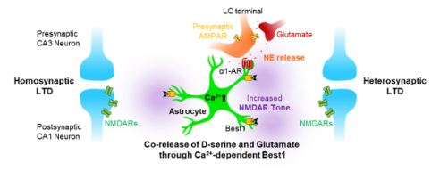 Figure 1. Increasing calcium in hippocampal astrocytes induces co-release of D-serine and glutamate through Best1. Glutamate released from CA3 neurons can induce local norepinephrine release by activating presynaptic AMPAR in the LC terminal. The astrocytes increase the NMDAR tone, which is important for homo- and hetero-synaptic long-term depression (LTD) in nearby synapses.