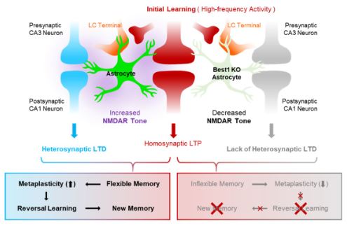Figure 2. Induction of heterosynaptic LTD with homosynaptic LTP at the time of initial learning enables flexible memory formation and allows for cognitive flexibility. Lack of heterosynaptic LTD causes inflexible memory to be formed, which makes it difficult to learn new information because the memory cannot be modified properly.