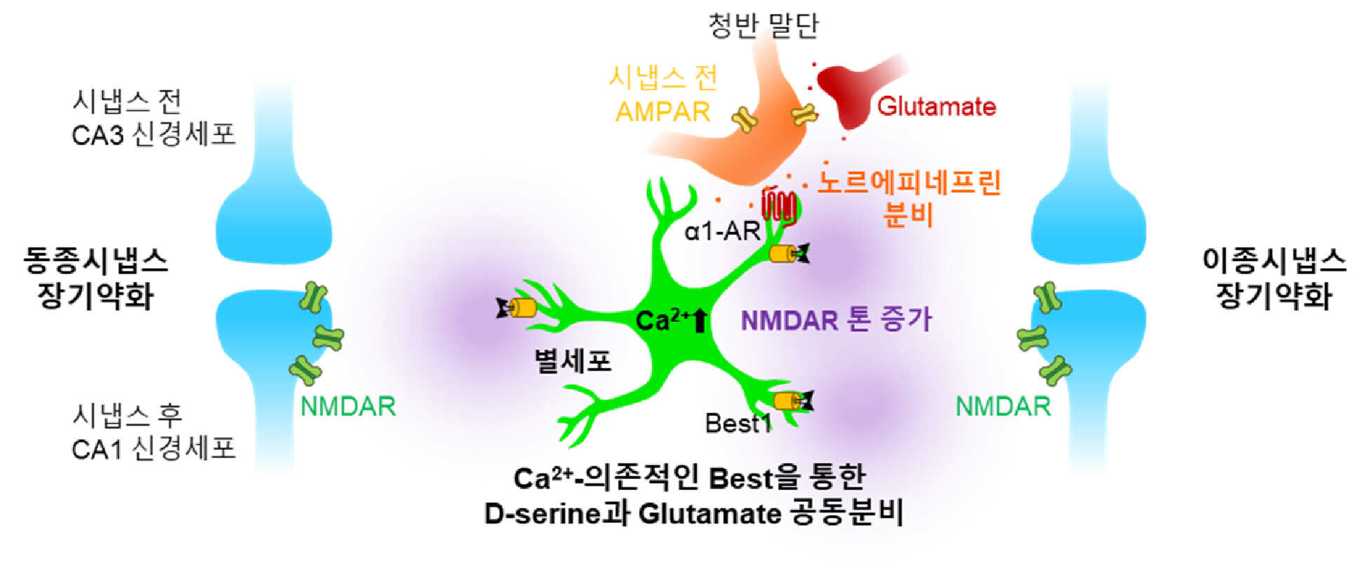 노르에피네프린(norepinephrine)로 활성된 성상교세포가 증가시킨 NMDAR tone에 의한 동종시냅스(homosynapse) 및 이종시냅스(heterosynapse)의 장기 약화 (long-term depression) 기전