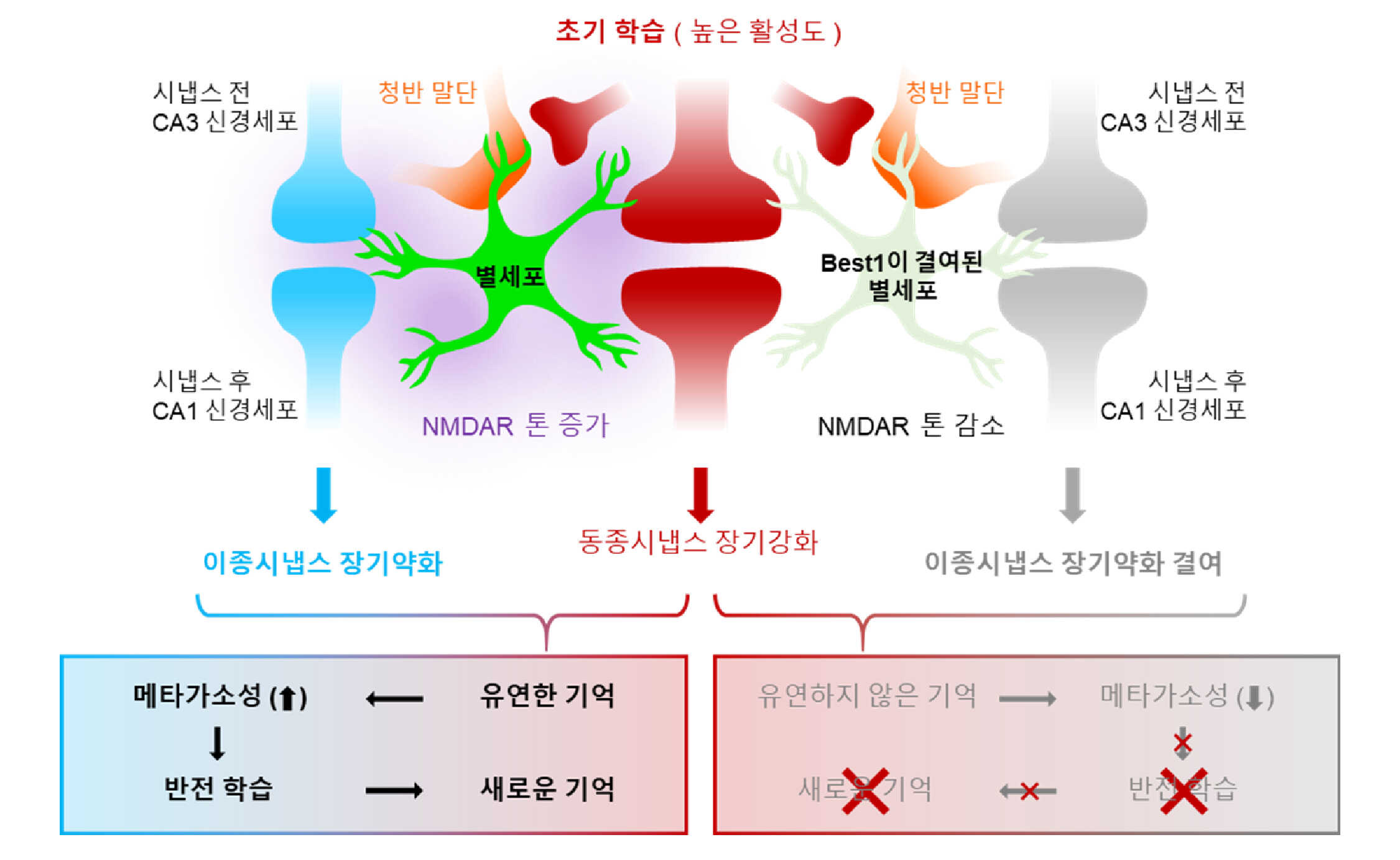 이종시냅스의 장기 약화로 만들어진 유연한 기억과 인지적 유연성