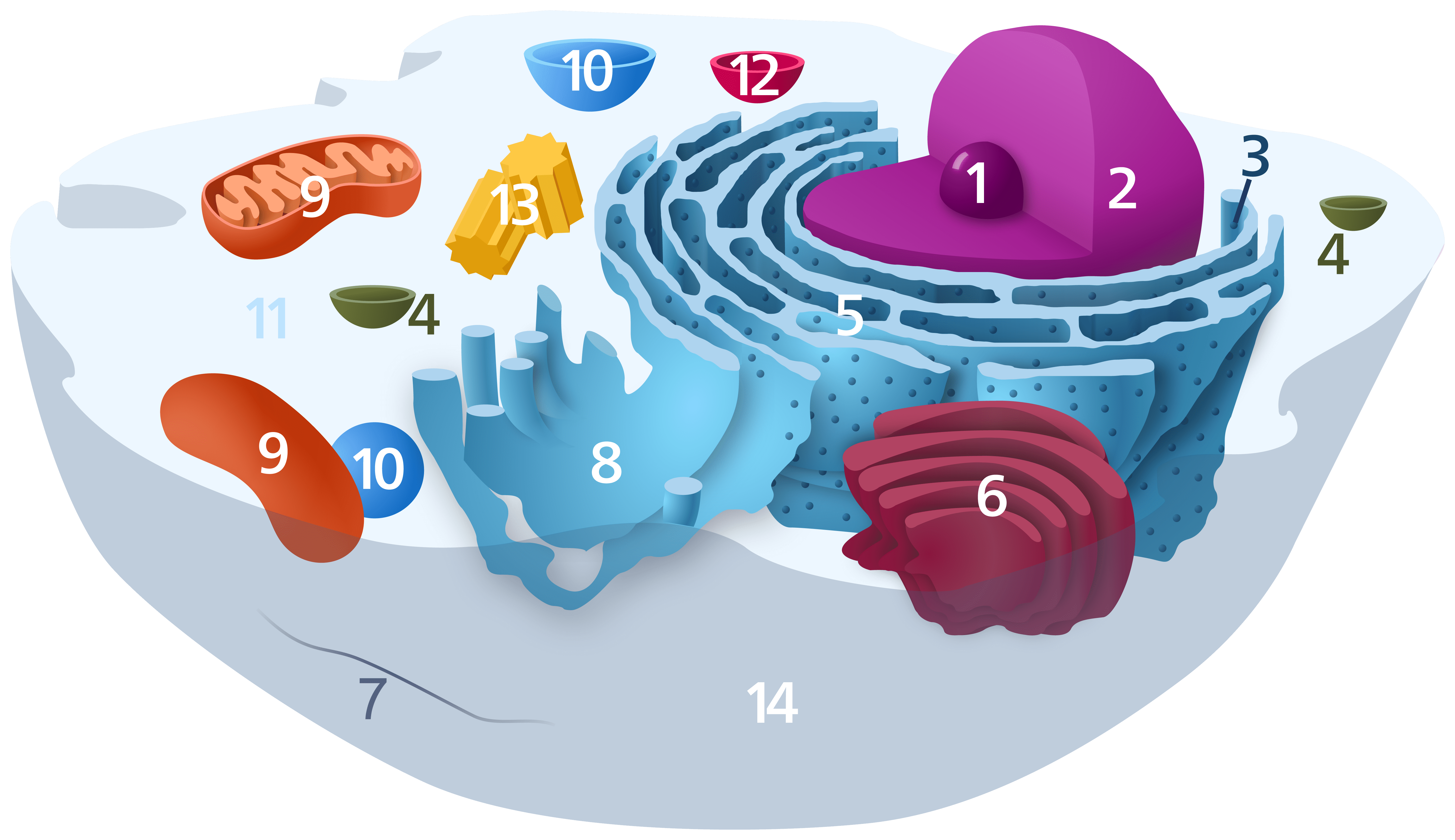 (그림1) 동물 세포의 내부 구조를 나타낸 그림. 다양한 세포 소기관을 볼 수 있다. 핵(1), 핵막(2), 리보솜(3), 소포(4), 거친면 소포체(5), 골지체(6), 세포 골격(7), 매끈면 소포체(8), 미토콘드리아(9), 액포(10), 세포질(11), 리소좀(12), 중심체(13), 세포막(14) 등이 나타나 있다. (그림 출처 : Kelvinsong / Wikimedia Commons)