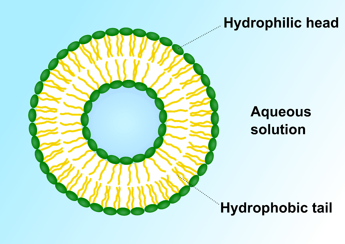 (그림3) 리포솜의 모양. 바깥쪽은 친수성 물질(초록색)로, 안쪽은 소수성 물질(노란색)로 이루어져 있다. (출처 : SuperManu/ Wikimedia Commons)