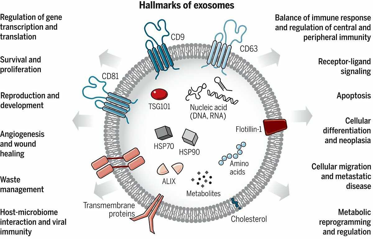 (그림5) 엑소좀의 모습과 역할을 나타낸 그림. 엑소좀은 단백질은 물론 지질, 아미노산, 핵산 등을 운반할 수 있다. (출처 : Science(2020), Raghu Kalluri et al.)