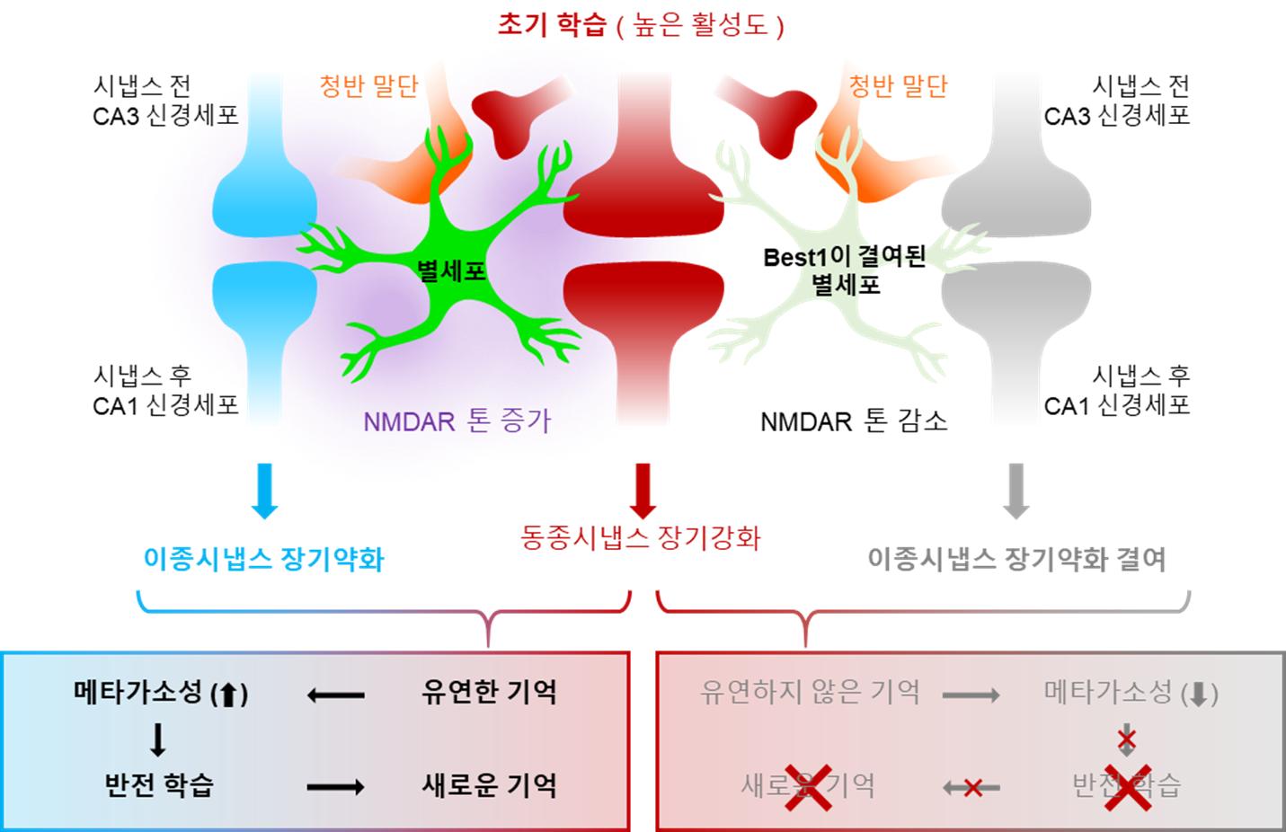 [이종시냅스의 장기 약화로 만들어진 유연한 기억과 인지적 유연성] 